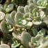 Sedum cyaneum 'Sachalin' - Rózsáskék varjúháj