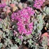 Sedum cyaneum 'Sachalin' - Rózsáskék varjúháj