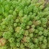 Sedum sexangulare - Hatsoros varjúháj