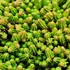 Sedum sexangulare - Hatsoros varjúháj