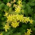 Sedum sexangulare - Hatsoros varjúháj