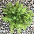 Sedum sexangulare - Hatsoros varjúháj