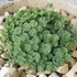 Sedum sieboldii - Októberi varjúháj