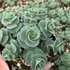 Sedum sieboldii - Októberi varjúháj