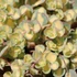 Sedum sieboldii 'Mediovariegatum' - Októberi varjúháj