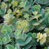 Sedum sieboldii 'Mediovariegatum' - Októberi varjúháj