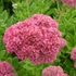 Sedum spectabile 'Brillant' - Pompás varjúháj