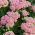 Sedum spectabile 'Brillant' - Pompás varjúháj