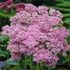 Sedum spectabile 'Brillant' - Pompás varjúháj