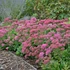 Sedum spectabile 'Brillant' - Pompás varjúháj