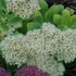 Sedum spectabile 'Stardust' – Pompás varjúháj