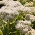 Sedum spectabile 'Stardust' – Pompás varjúháj