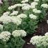 Sedum spectabile 'Stardust' – Pompás varjúháj