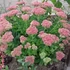 Sedum spectabile (syn.: Sedum telephium, Hylotelephium spectabile) 'Herbstfreude' (syn.: 'Autumn Joy', 'Indian Chief') - Varjúháj