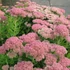 Sedum spectabile (syn.: Sedum telephium, Hylotelephium spectabile) 'Herbstfreude' (syn.: 'Autumn Joy', 'Indian Chief') - Varjúháj