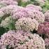 Sedum spectabile (syn.: Sedum telephium, Hylotelephium spectabile) 'Herbstfreude' (syn.: 'Autumn Joy', 'Indian Chief') - Varjúháj