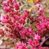 Sedum spurium 'Fuldaglut' - Kaukázusi varjúháj