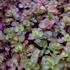Sedum spurium 'Fuldaglut' - Kaukázusi varjúháj