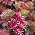 Sedum spurium 'Fuldaglut' - Kaukázusi varjúháj