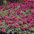 Sedum spurium 'Fuldaglut' - Kaukázusi varjúháj