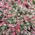 Sedum spurium 'Tricolor' - Kaukázusi varjúháj