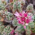 Sedum spurium 'Tricolor' - Kaukázusi varjúháj