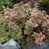 Sedum spurium 'Tricolor' - Kaukázusi varjúháj