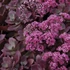 Sedum SunSparkler 'Firecracker' – Varjúháj