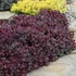 Sedum SunSparkler 'Firecracker' – Varjúháj
