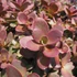 Sedum SunSparkler 'Firecracker' – Varjúháj