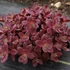 Sedum SunSparkler 'Firecracker' – Varjúháj