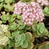 Sedum SunSparkler 'Lime Zinger' – Varjúháj