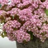 Sedum SunSparkler 'Lime Zinger' – Varjúháj