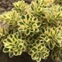 Sedum takesimense 'Atlantis' – Koreai varjúháj