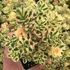 Sedum takesimense 'Atlantis' – Koreai varjúháj
