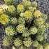Sedum takesimense 'Atlantis' – Koreai varjúháj