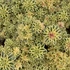 Sedum takesimense 'Atlantis' – Koreai varjúháj