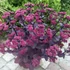 Sedum telephium 'Seduction Cherry Chocolate' – Hegyi varjúháj