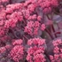Sedum telephium 'Seduction Cherry Chocolate' – Hegyi varjúháj