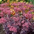 Sedum telephium 'Seduction Cherry Chocolate' – Hegyi varjúháj