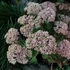 Sedum telephium 'Seduction Pink Passion' (Green-Pink) - Kárpáti (hegyi) varjúháj