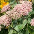 Sedum telephium 'Seduction Pink Passion' (Green-Pink) - Kárpáti (hegyi) varjúháj