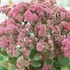 Sedum telephium 'Seduction Pink Passion' (Green-Pink) - Kárpáti (hegyi) varjúháj