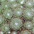 Sempervivum arachnoideum - Pókhálós kövirózsa