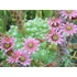 Sempervivum arachnoideum - Pókhálós kövirózsa