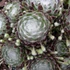 Sempervivum arachnoideum - Pókhálós kövirózsa