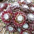 Sempervivum arachnoideum - Pókhálós kövirózsa