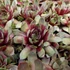 Sempervivum 'Commander Hay' – Kövirózsa