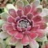 Sempervivum 'Commander Hay' – Kövirózsa