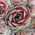 Sempervivum 'Commander Hay' – Kövirózsa